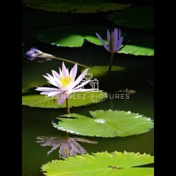 Fleur de lotus 002