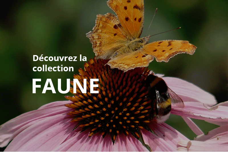 Collection Faune